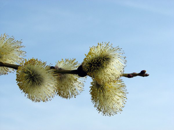 catkin | Free stock photos - Rgbstock - Free stock images | chidseyc ...