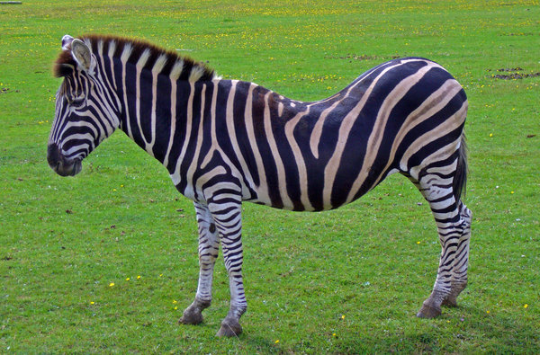 Great posture: Zebra