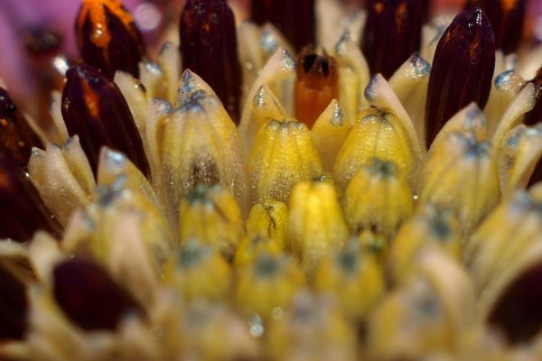 Stamen and pollen