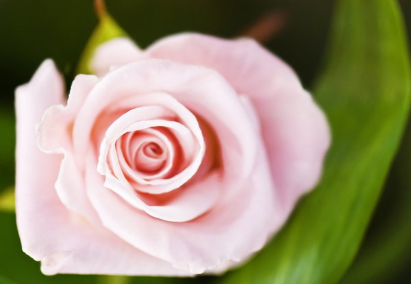 Elegant pink rose