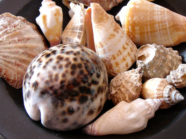 seashell 5