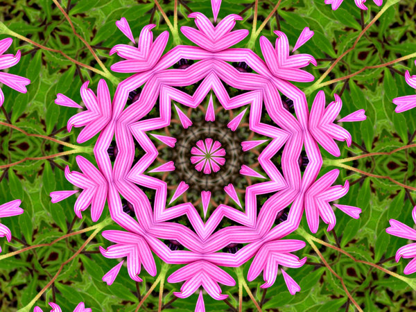 pink daisy garden circle