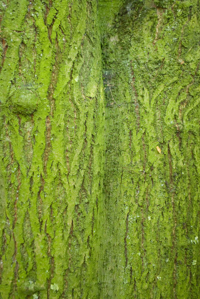 green tree: very green bark