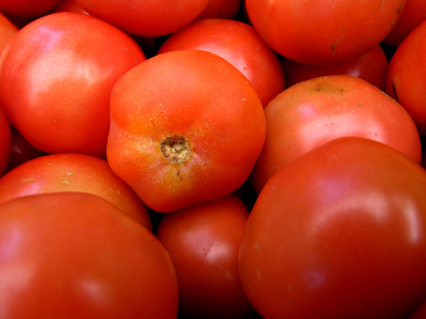 round tomatoes: a large quantity of ripe round tomatoes