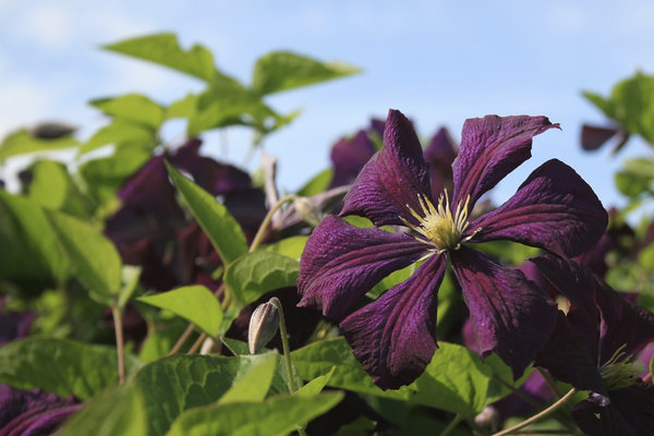 Clematis flowers: 