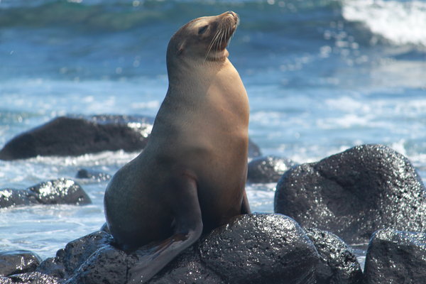 Sealion: Playing with waves and enjoying the sun.