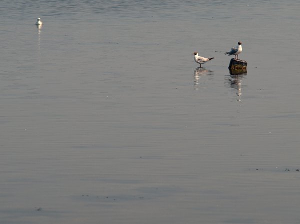 Seagulls in water