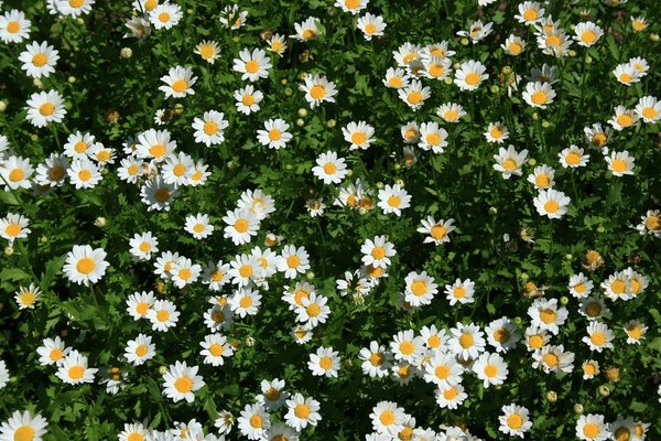 Daisy background: A carpet of daisy (Anthemis?) flowers in a garden in England.