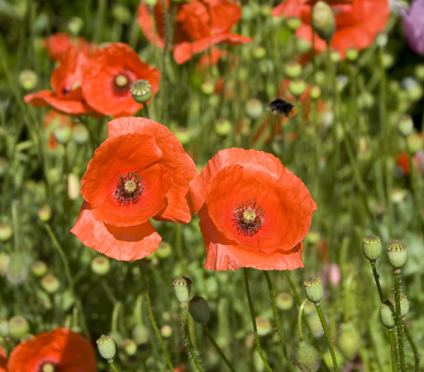 Poppies 2: Red poppies with bee.