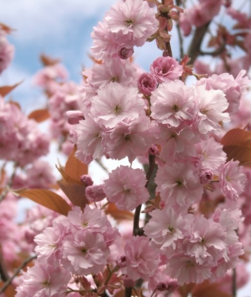 Cherry Blossom: Japanese flowering cherry tree macro.