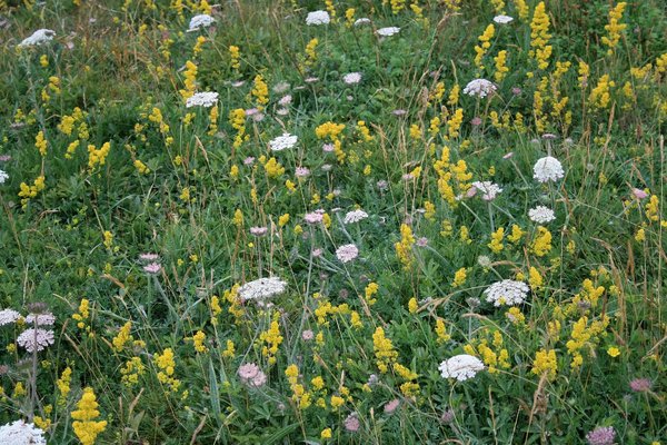 Chalk downland flora: Wild flowers of chalk downland - mainly lady's bedstraw (Galium verum) and an umbellifer - in East Sussex, England.