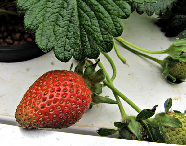 strawberry growth
