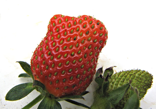 strawberry growth