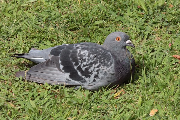 Pigeon 2