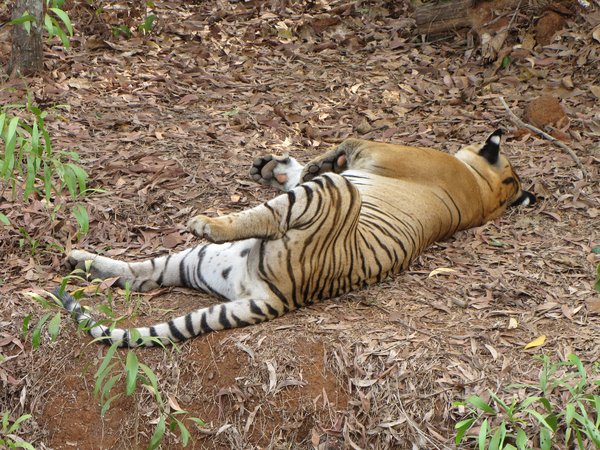 Tiger Resting
