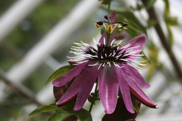 Greenhouse passion flower