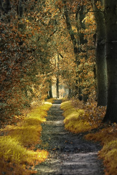 Forest path