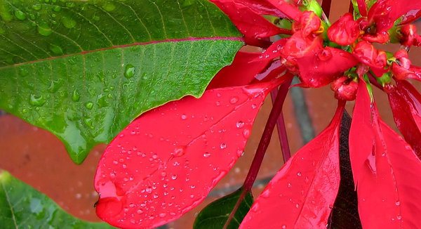 rain drops on red and green