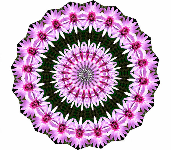 flower circle pink