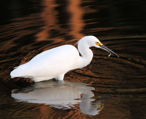 Snowy Egret: These shots were taking in just walking distance from my house. So much fun  watching this bird work.