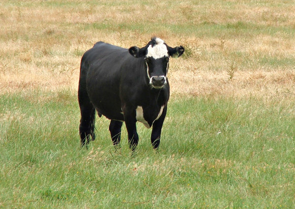 beef cattle: herd of Angus beef cattle