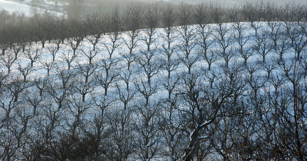 Winter orchard