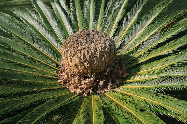 Cycad crown