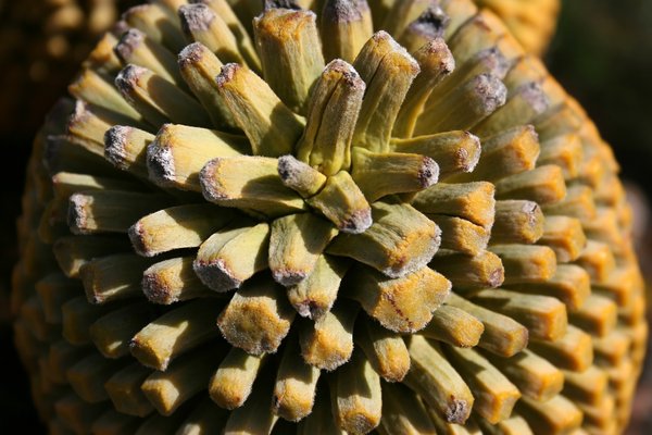 Cycad cone close-up