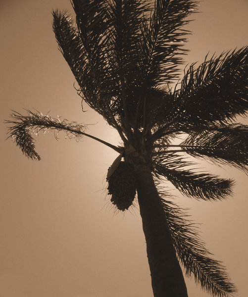 sepia palm tree silhouette