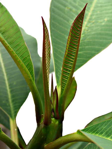 ladder leaves: the new leaves of a frangipani tree