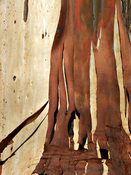 bark shedding eucalypt