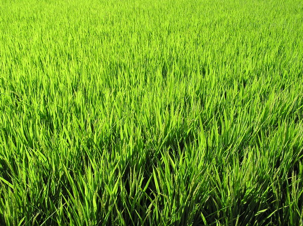 Rice Growing: Rice growing in Japan. Summertime.