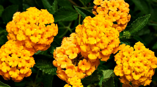 golden clusters