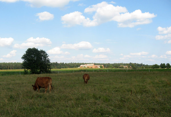 Polish countryside 2