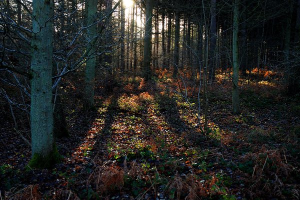 wood: A dark wood in Rutland, England, taken in Winter's low cold light.