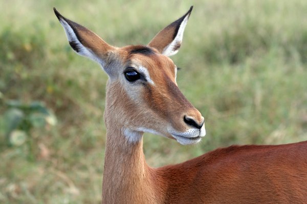 Female Impala