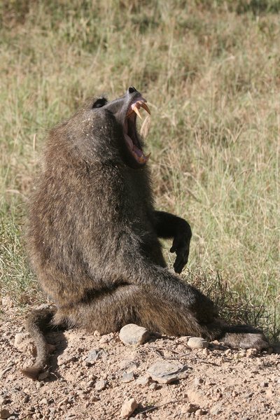 Baboon Yawning