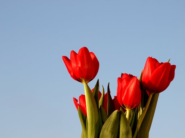 Free stock photos - Rgbstock - Free stock images | Bouquet of tulips ...