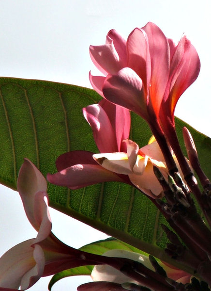 frangipani pink