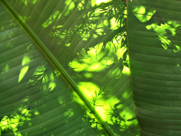 green leaf shadow