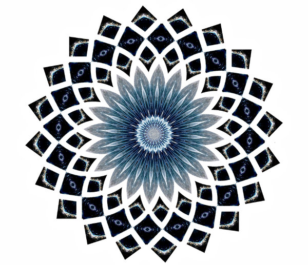 flor azul estrela: 