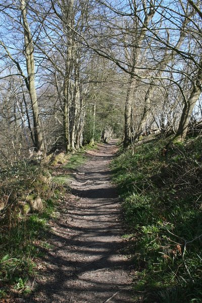 Woodland path in early spring