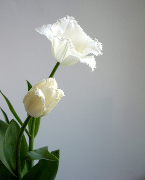 white tulip 2