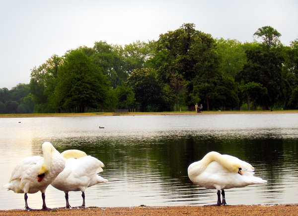 a pair of swans at a lake