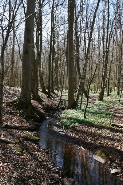 Woodland stream