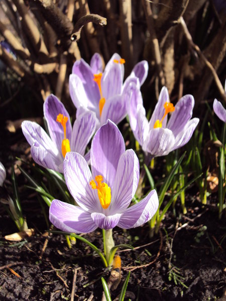 crocus - heralds of spring: 