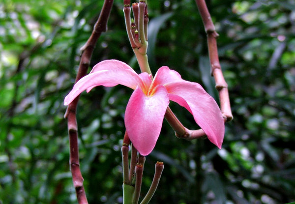 frangipani pink