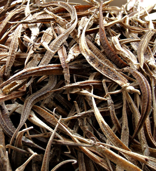dried pipefish for sale