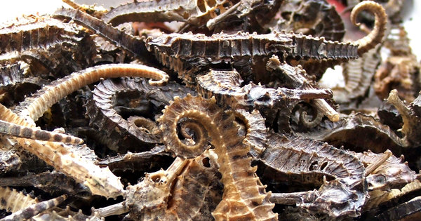 dried seahorses for sale: dried seahorses for sale for food and medicinal purposes