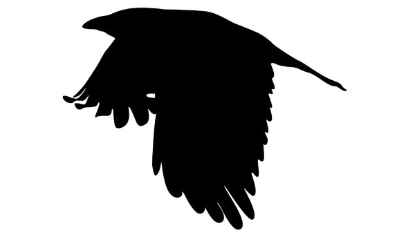 Silhouette Crow: another flying crow; hope it can be of use to you